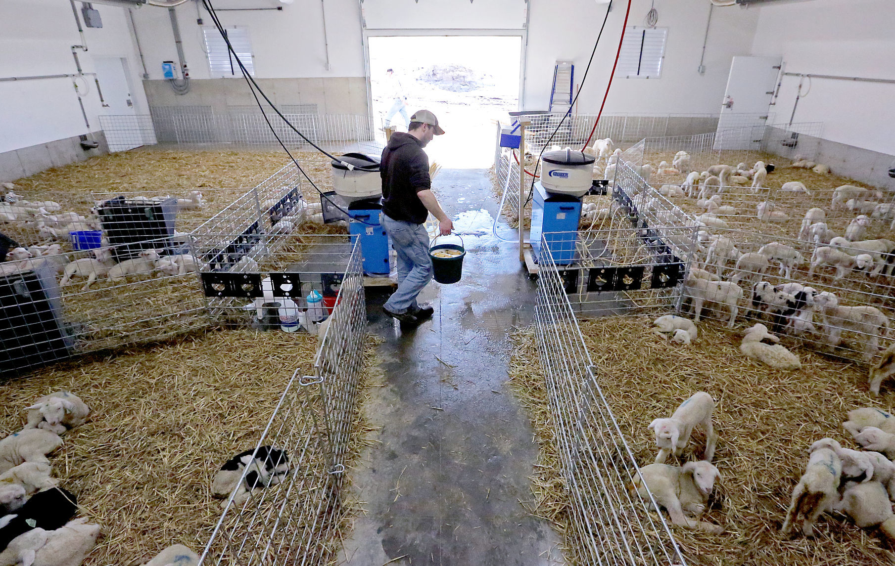 Sheep Farm
